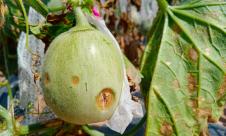 Antracnoza cucurbitaceelor Antracnoza cucurbitaceelor